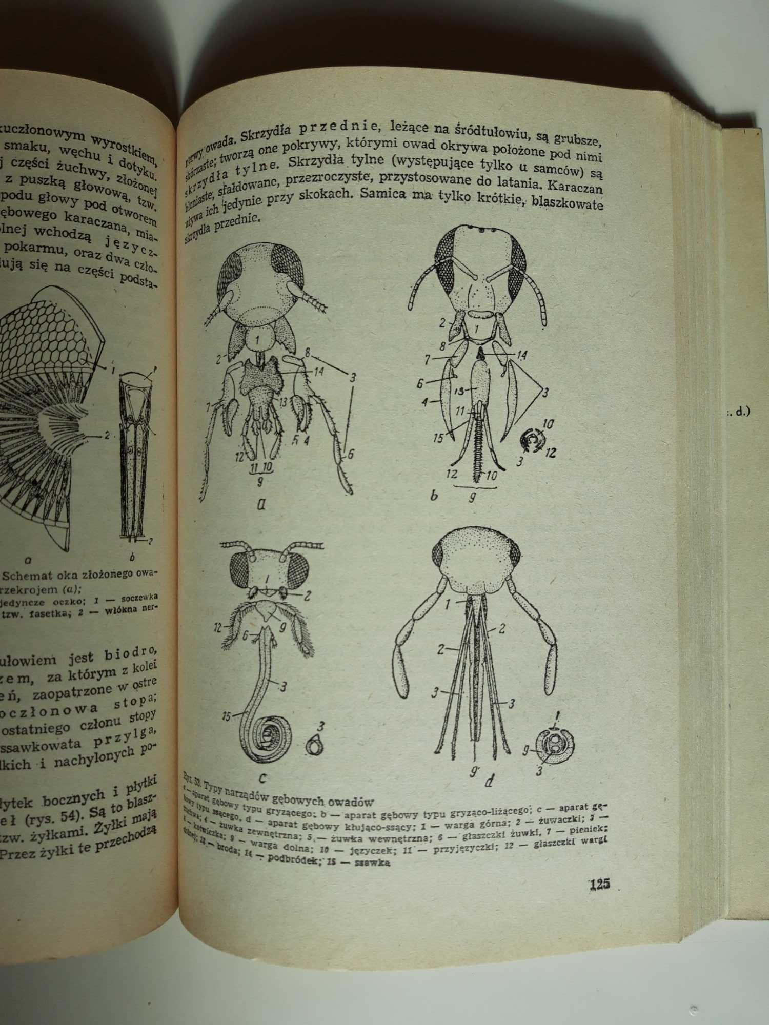 Zoologia. Podręcznik dla techników rolniczych. J.Dąbski i inni.