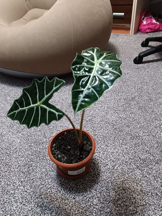 Продам алоказію Полли