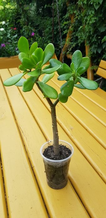 Drzewko szczęścia grubosz