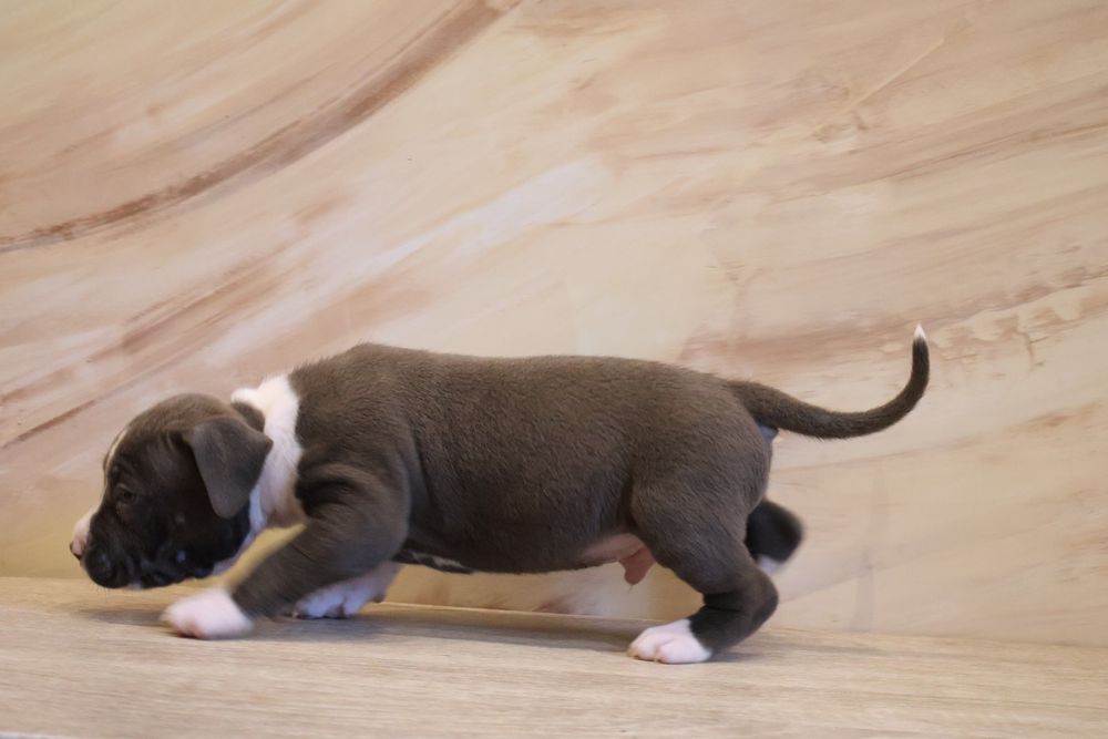 Копії Тата, цуценята Амстаффа.  Можно забирати..