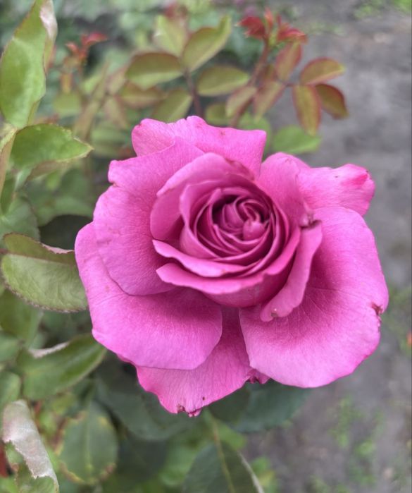 Троянда Клод Брассер дворічний кущик