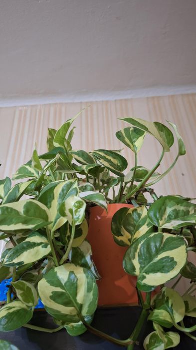 Monstera, syngonium, trzykrotki