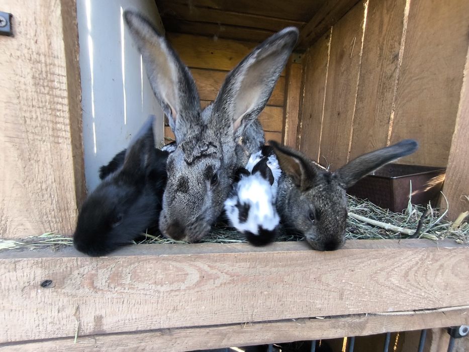 Sprzedam króliki z własnej hodowli