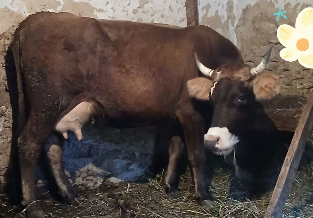 Продається корова