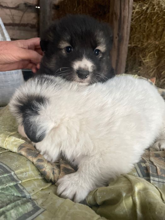 Цуценята в добрі руки.