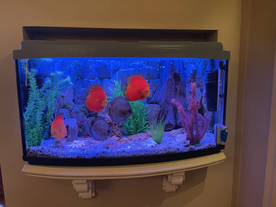 Продам акваріум повністю укомплектований разом з рибами