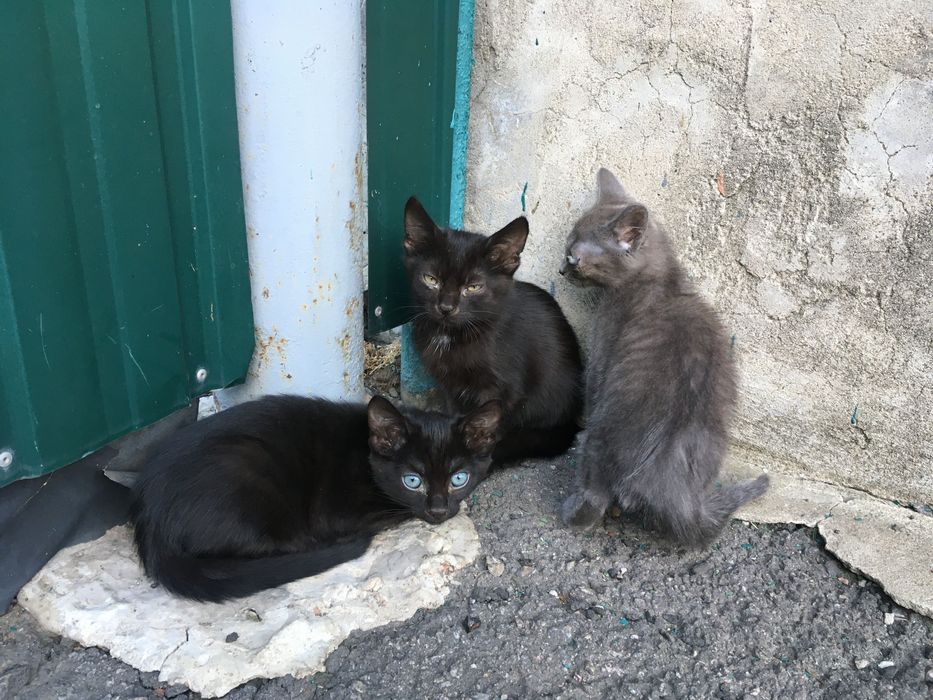 Кошенята в добрі руки