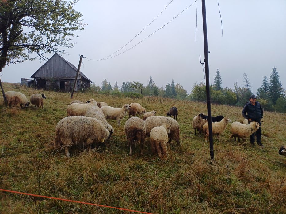 ПРОДАЮТЬСЯ Румунські та Карпатські вівці