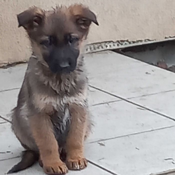 owczarek niemiecki piesek