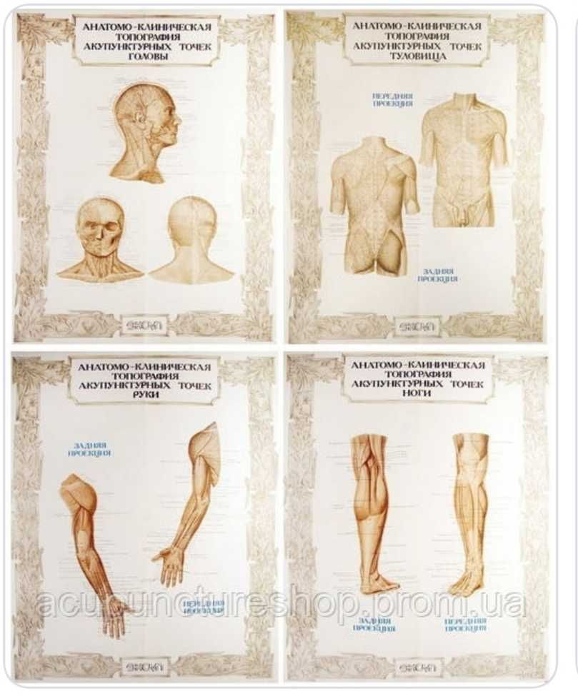 Учебные плакаты, Анатомо-клиническая топография акупунктурных точек