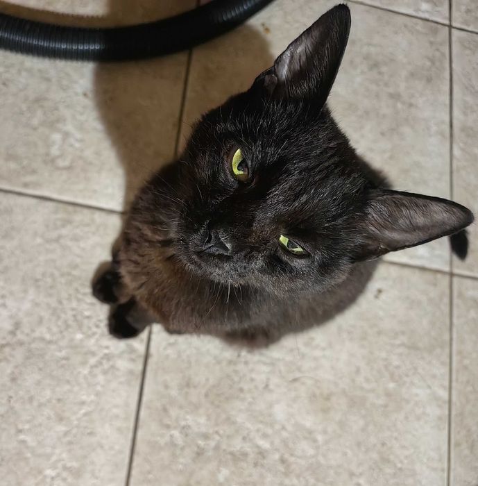 Kotka i kocurek szukają domu