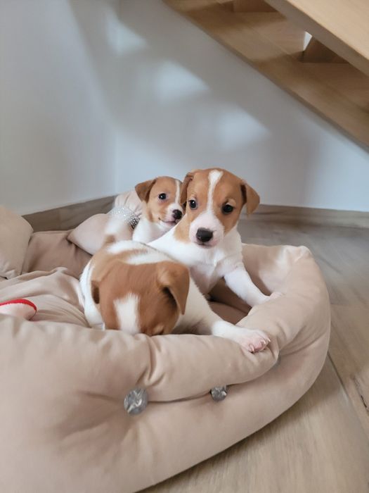 Jack Russell Terrier Śliczny Szczeniak Gotowy na zmianę domu