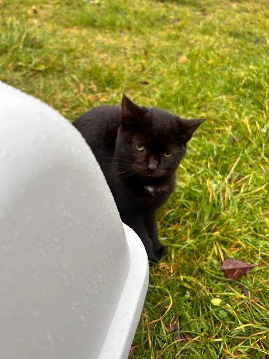 Krecia szuka nowej rodziny