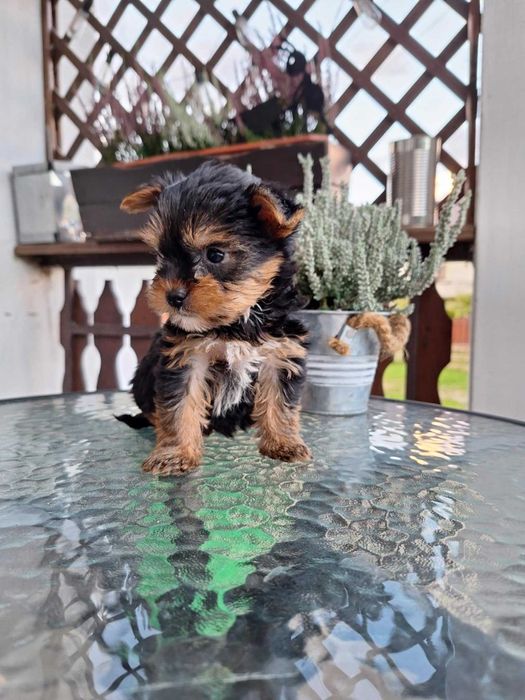 Yorkshire Terrier