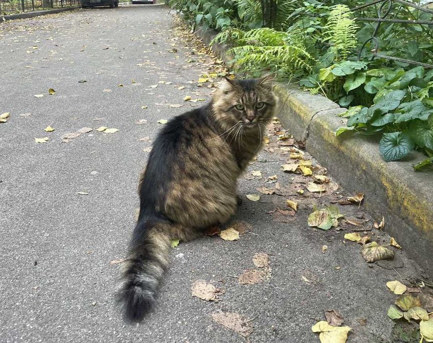 Марсель, 3р - казковий пухнастик з зеленими очима / кіт кішка кот