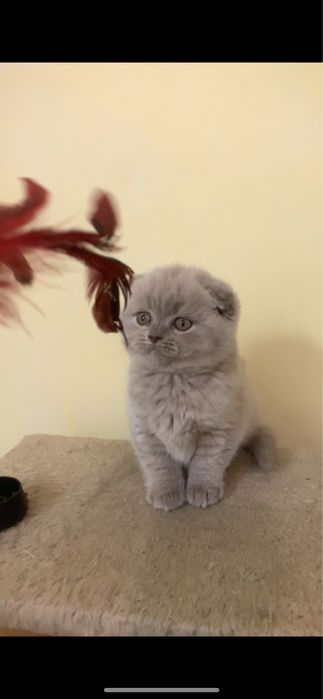 Кошенятко дівчинка фолд