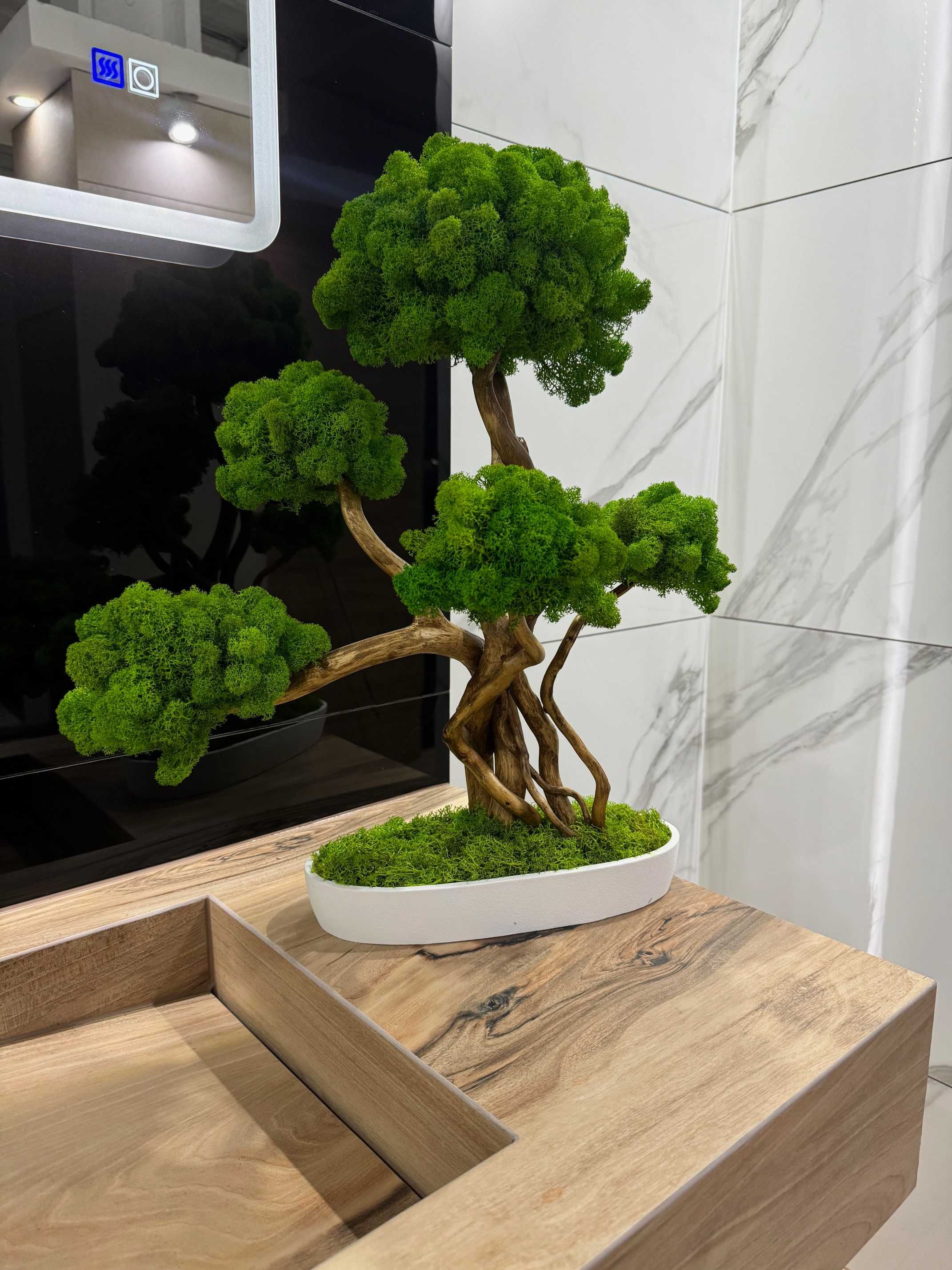 Duże drzewko Bonsai z mchu chrobotka 52 CM; chrobotek reniferowy