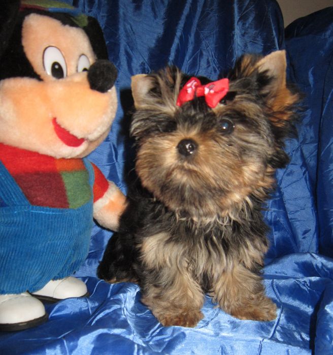 Достойная девочка йоркширского терьера .Док.КСУ , ветпаспорт.