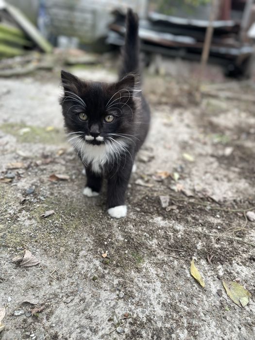 Котики в добрі руки.