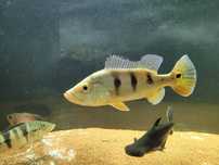 Cichlas monoculos