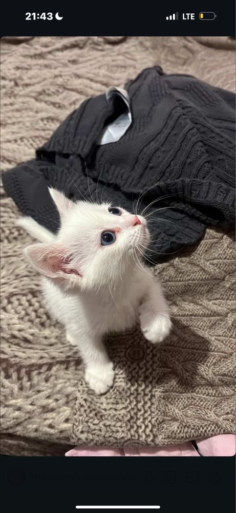 Котенок