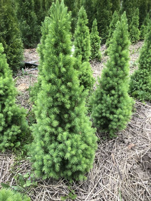 Туя Смарагд ,ялинка Коніка