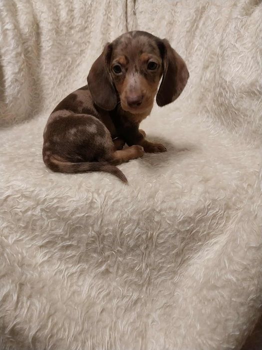 Jamnik piesek merle !