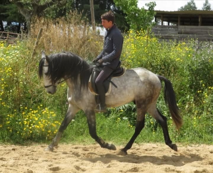 Vendo cavalos Lusitanos, éguas, poldros, poldras (Ler descrição)