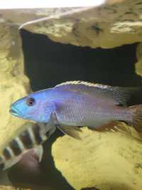 Rybka Malawi Nimbochromis fuscotaeniatus ,,Tanganika Koło''