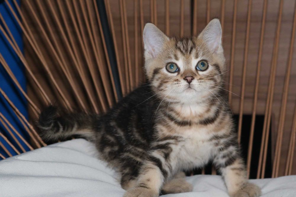 um gatinho  scottish straight golden