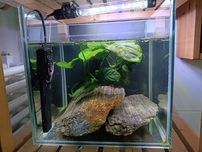 Akwarium kostka krewetki  25cm filtr Aquael grzałka Aquael lampa leddy
