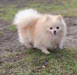 Szpic miniaturowy pomeranian