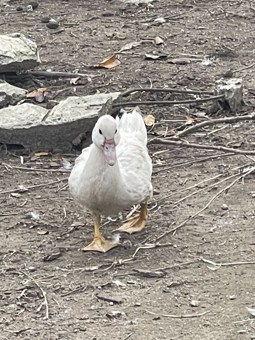 Vendo patos mudos criados na quinta
