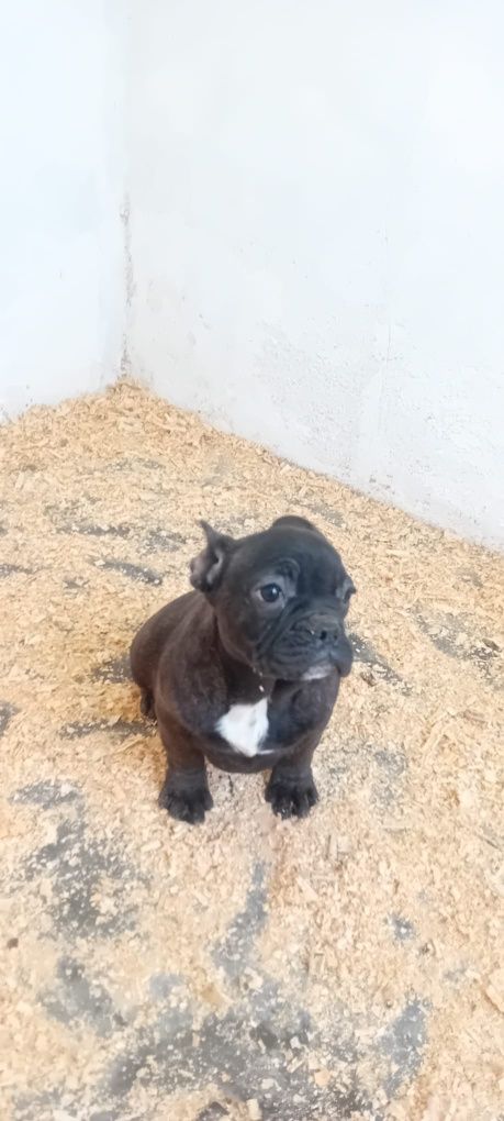 Cadela muito bonita para venda