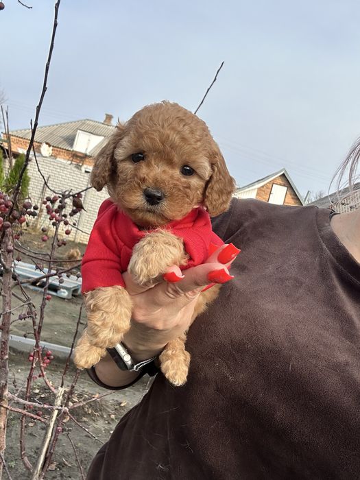 Милая кукла мальтипу