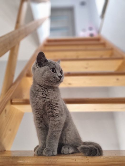 Kot brytyjski niebieski szylkret