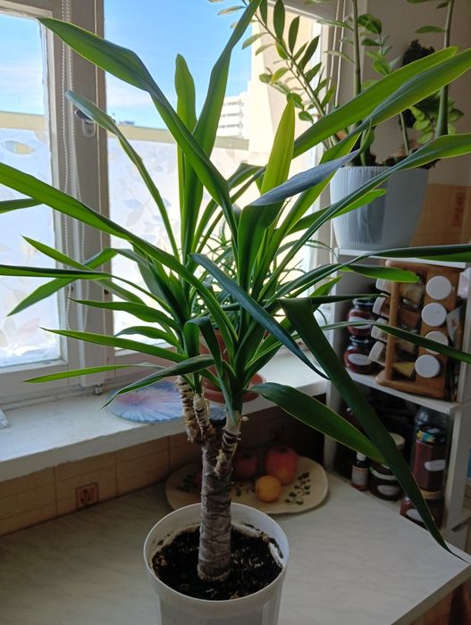 Piękna yucca juka wysokość ok 30 cm