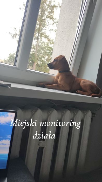 Oddam psa w dobre ręce