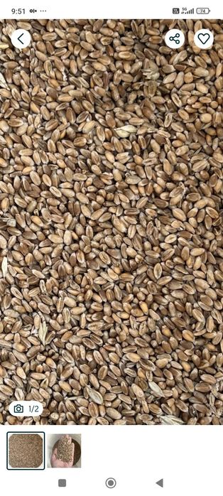 Pszenica ozima optimist obciążniki Ursus Zetor