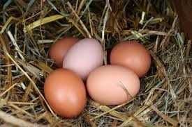 jaja wiejskie z wolnego wybiegu