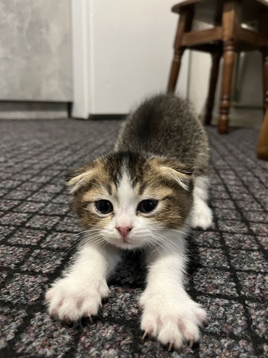 Кошенятка плюшеві безкоштовно