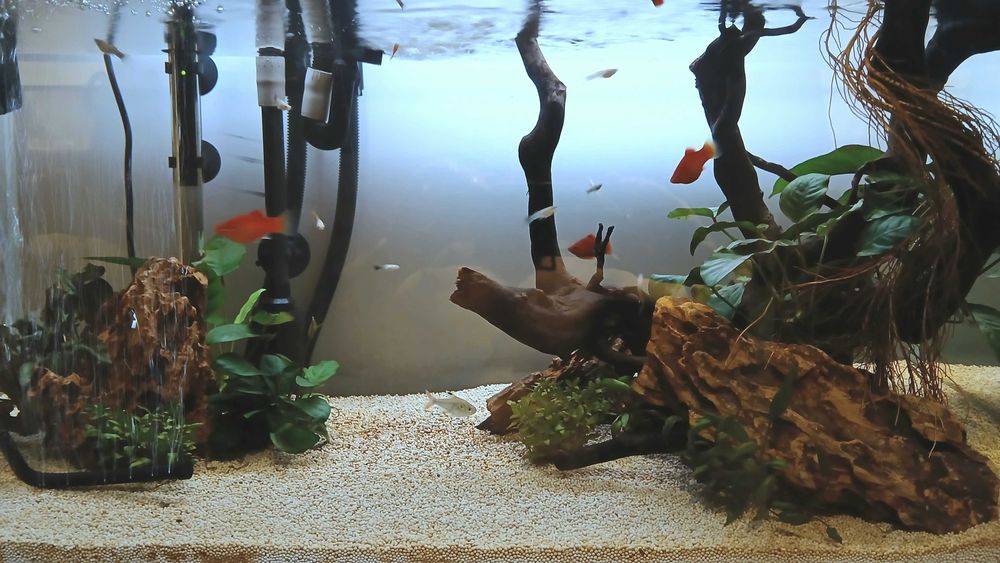 guppy's para dar
