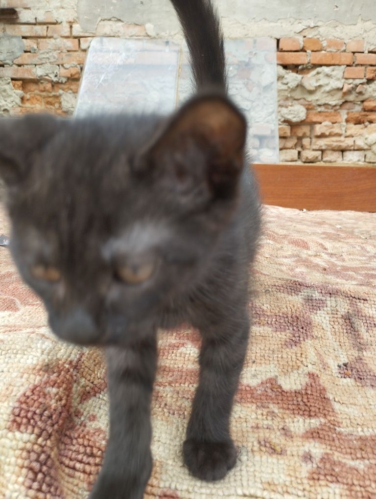 Кошеня, місяці 3 не більше