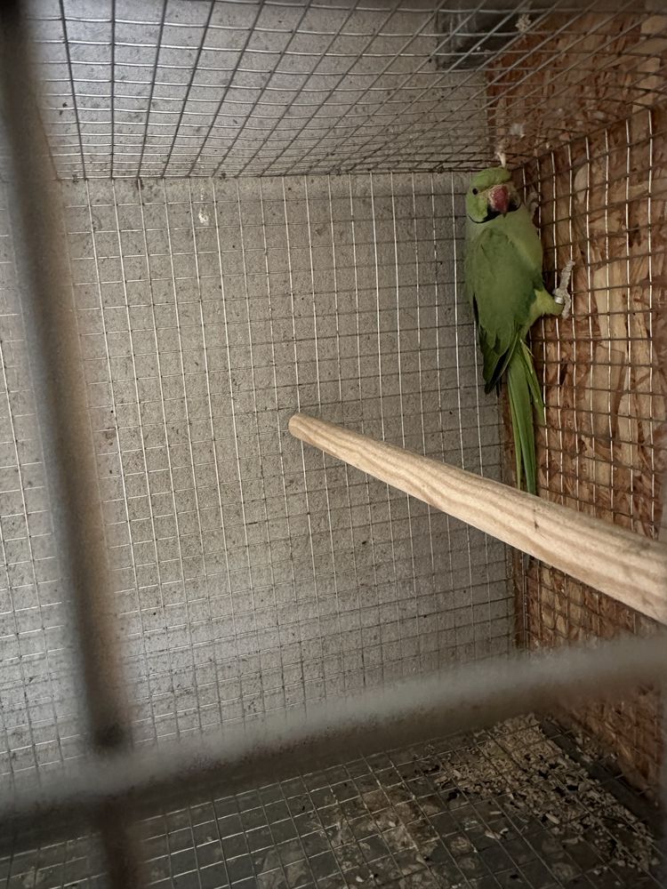 Vendo casal de ring neck com gaiola e ninho