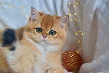 Gatinha Golden British