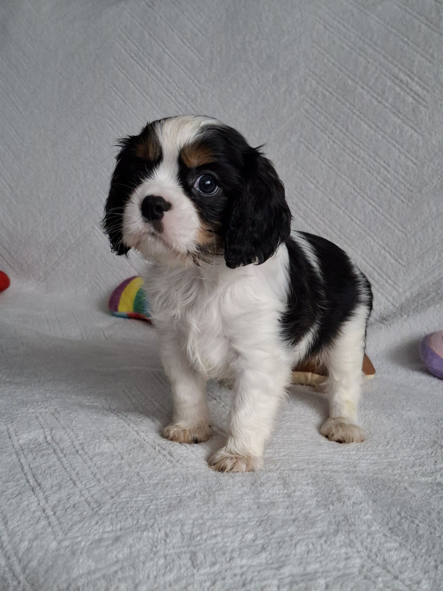 Cavalier uroczy piesek