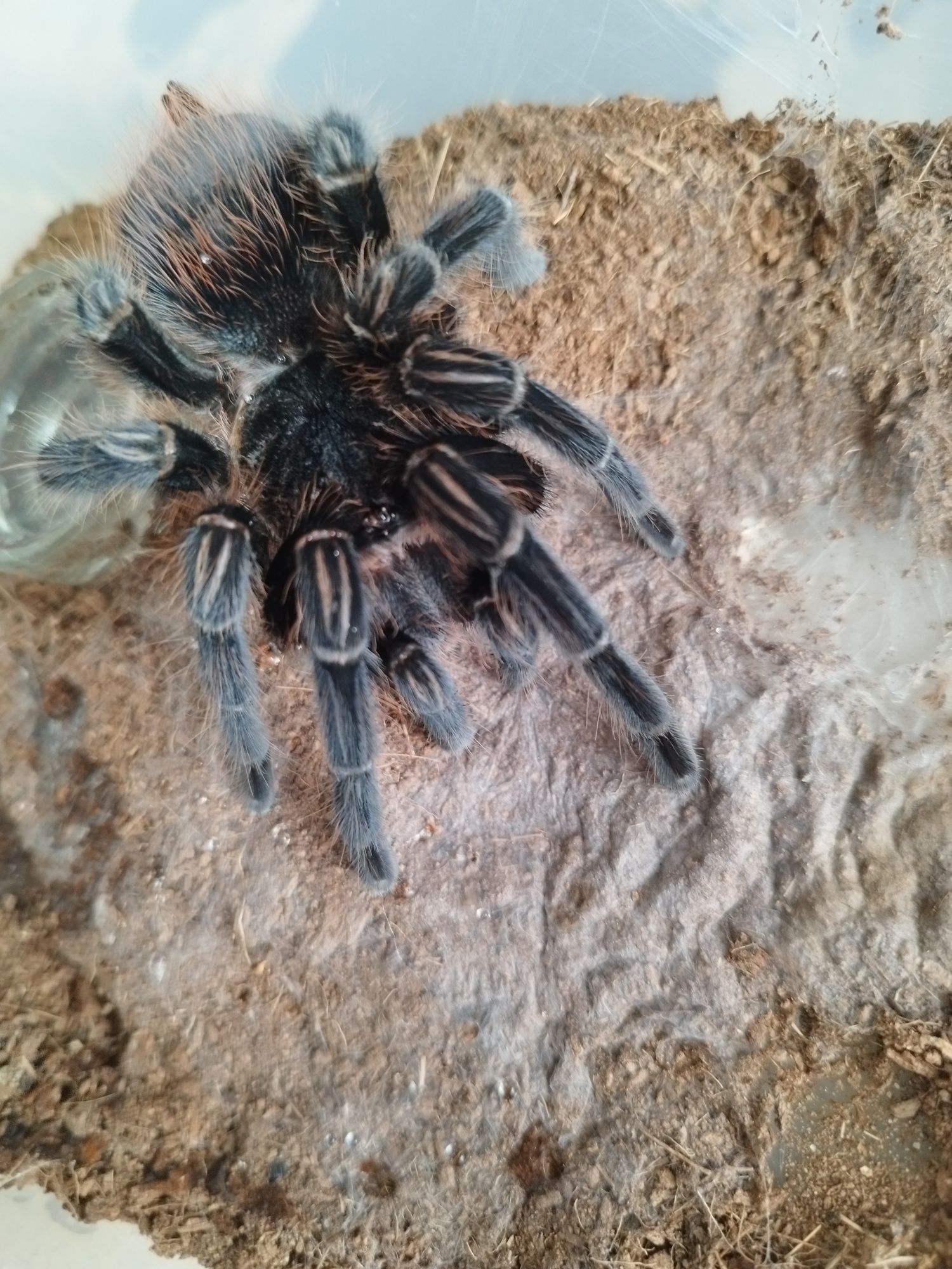 Aphonopelma seemanni - samica