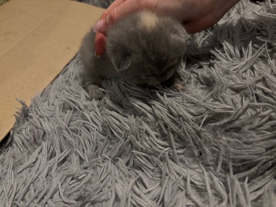 Неймовірно милі шотландські кошенята шукають свої люблячі родини