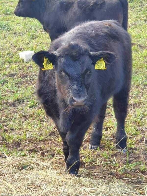 Na sprzedaż ponad 200 sztuk bydła rasy Angus