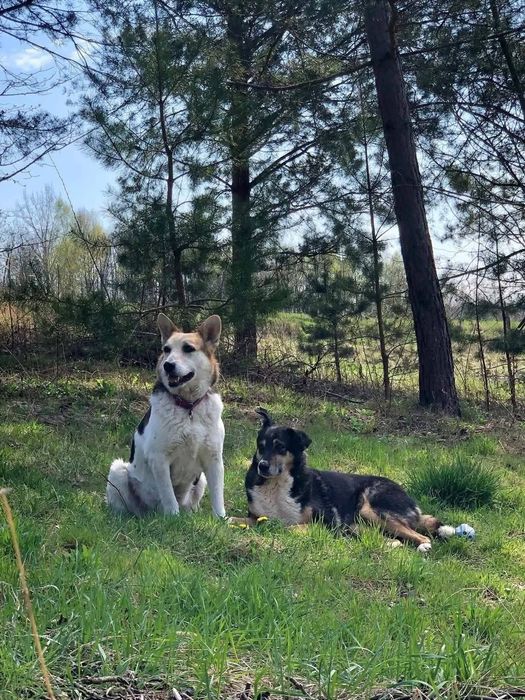 Roxi szuka fajnego domu